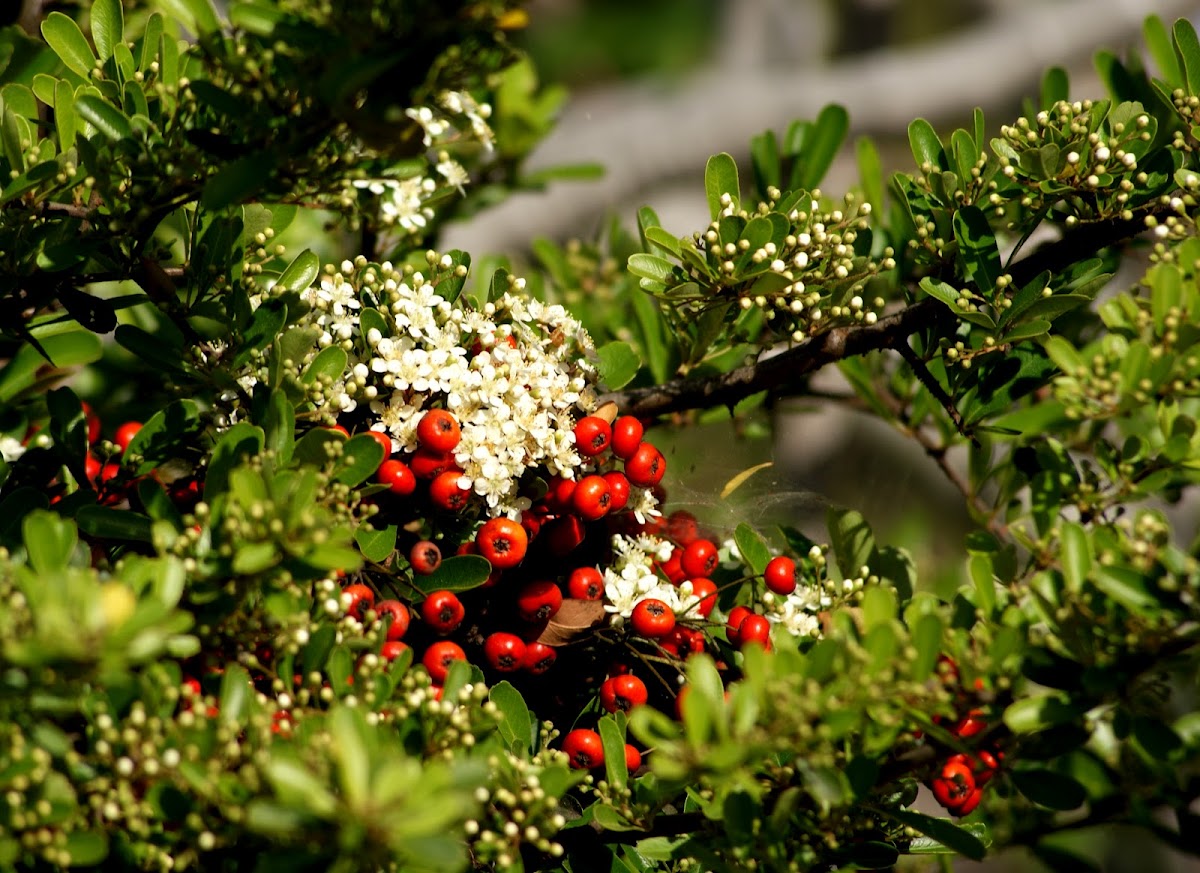 Pyracantha berries and blossoms