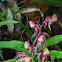 Catasetum orchid