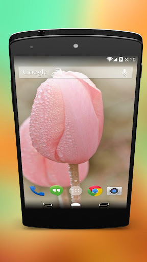 【免費個人化App】Tulip Background Wallpapers-APP點子