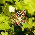 Spanish Festoon