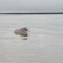 Pink River Dolphin; Boto