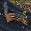 Eastern chipmunk