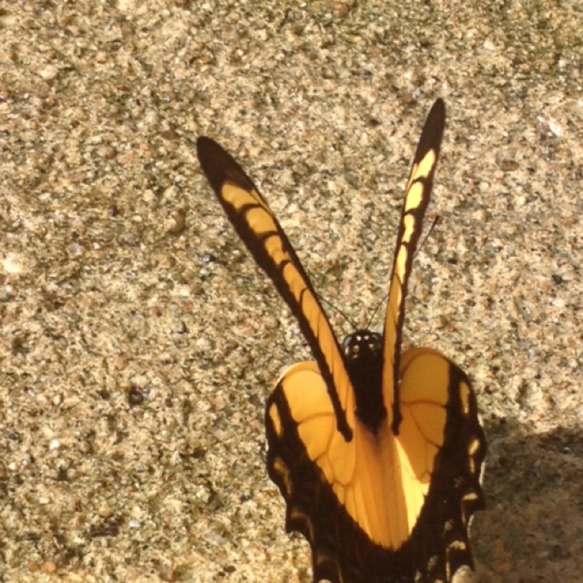 Broad-Banded Swallowtail / Mariposa Papilio