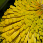 Torch Lily (Primrose Beauty)