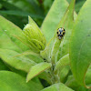Fourteen-spot ladybird