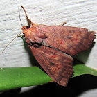 Erebidae, Scoliopteryginae