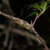 Lichen-mimic Katydid