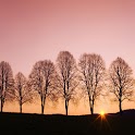 3D tree and sun