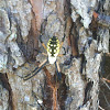 Black-and-Yellow Argiope