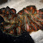 Persian carpet flatworm, Bedford's flatworm