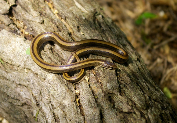 Black Striped Snake | Project Noah