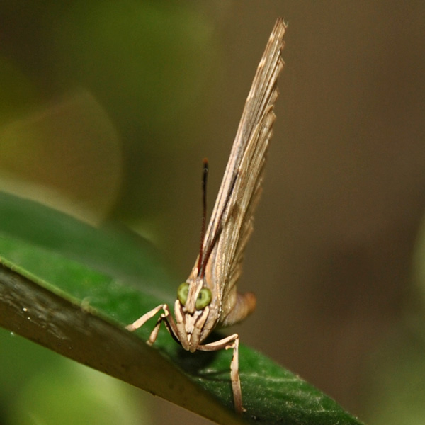 Lycaenid butterfly | Project Noah