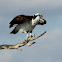 Osprey