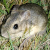 Rata Conejo - Coney Rat
