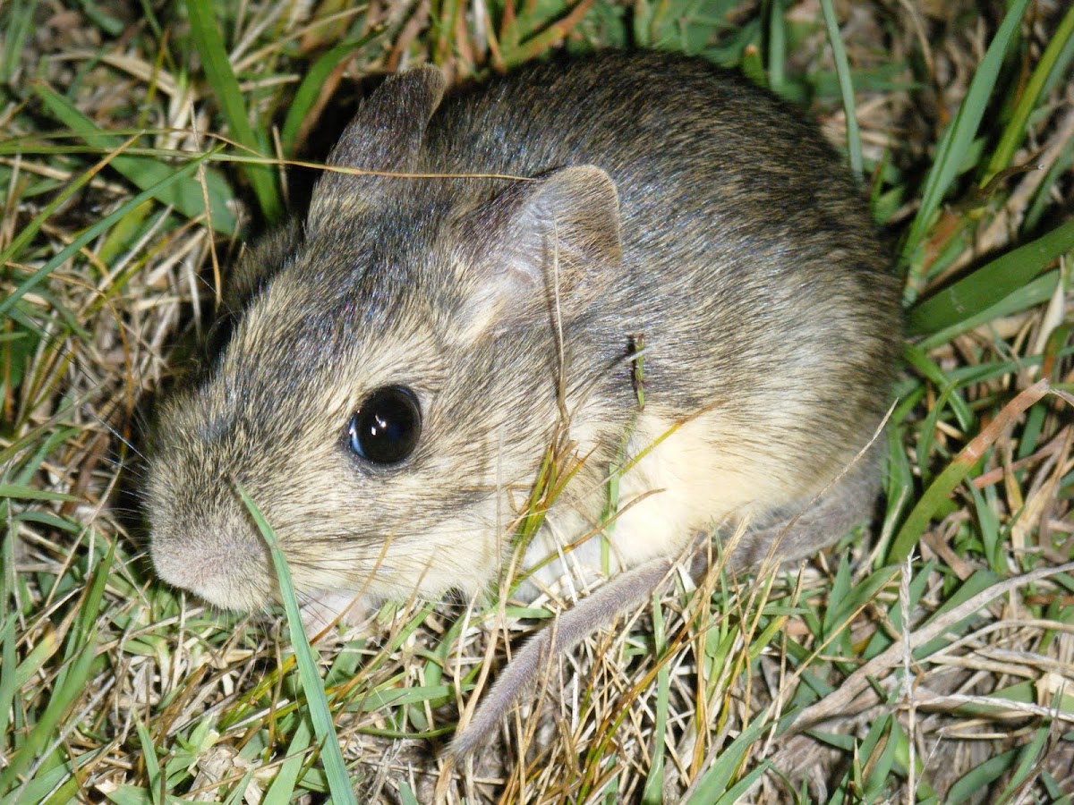 Rata Conejo - Coney Rat