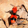 Red velvet ant