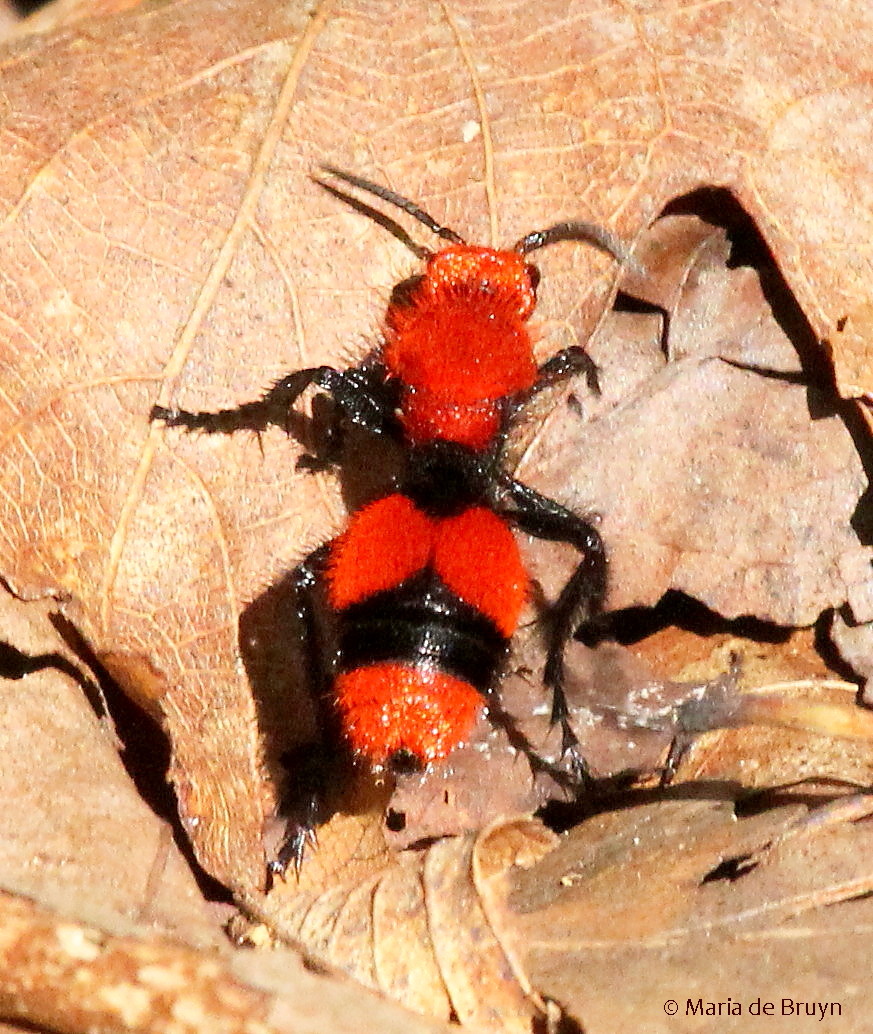 Red velvet ant | Project Noah