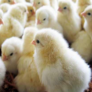 Lastest بورصة الكتاكيت والبط APK