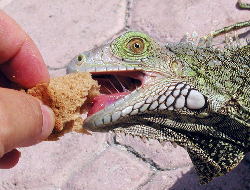 hungry-iguana-aruba - A hungry iguana on Aruba.
