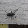 Black pine sawyer or timberman beetle