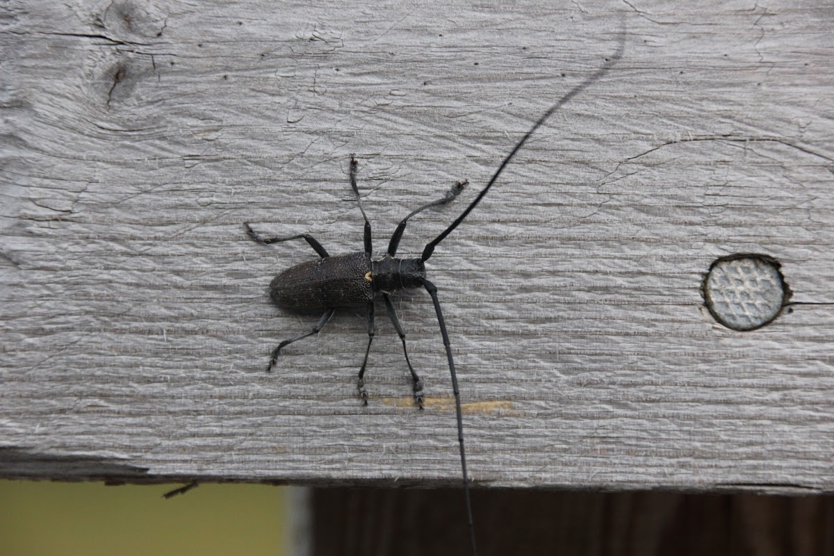 Black pine sawyer or timberman beetle