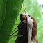 Tersa sphinx moth