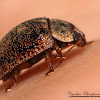 Australian Tortoise Beetle