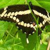 Giant Swallowtail Butterfly