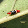 Soft-wing Flower beetle