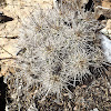 Siler's Pincushion Cactus