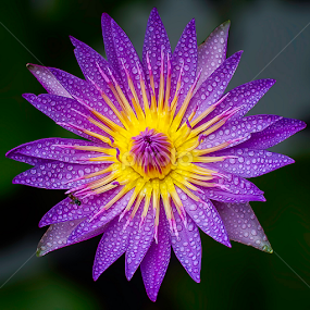 by Mark Anthony Bansag - Flowers Single Flower