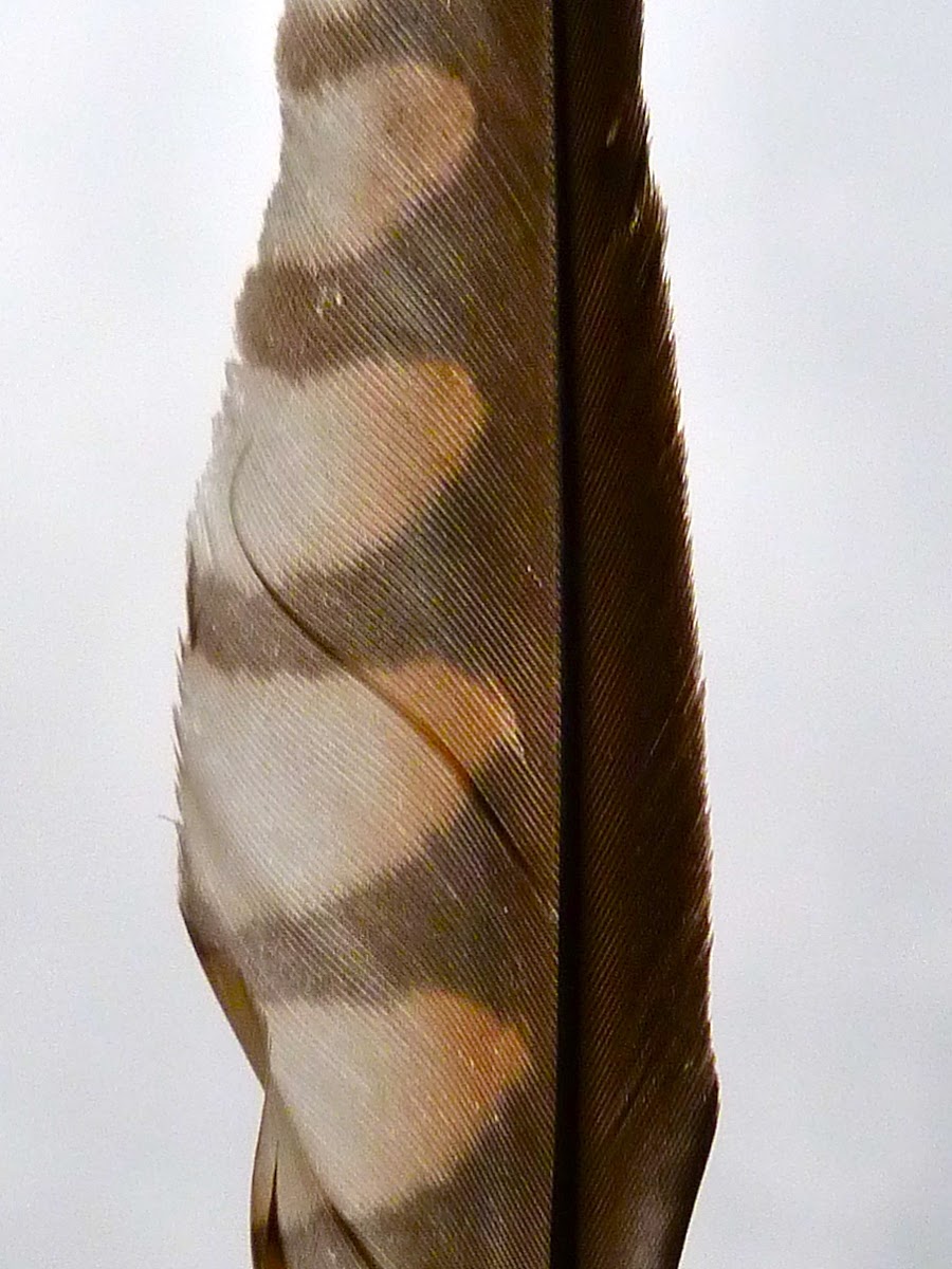 American kestrel (female)