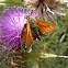 Small Skipper