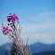 Fireweed