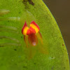 Lepanthes Orchid