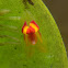 Lepanthes Orchid