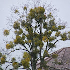 European Mistletoe(Visco)