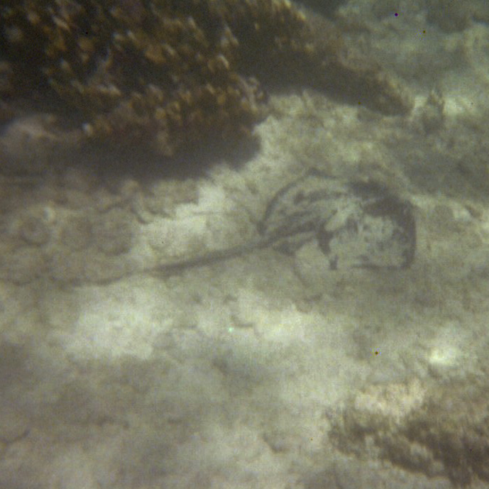 Southern Stingray