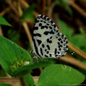 Common Pierrot