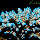 Acropora coral