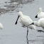 Royal Spoonbill