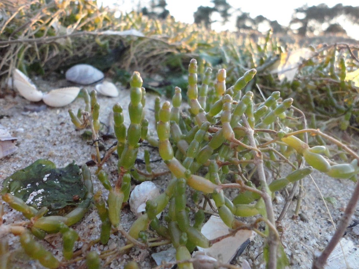 Salicornia (sp?)