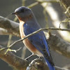 Eastern Bluebird #1 (bright blue tail feather)