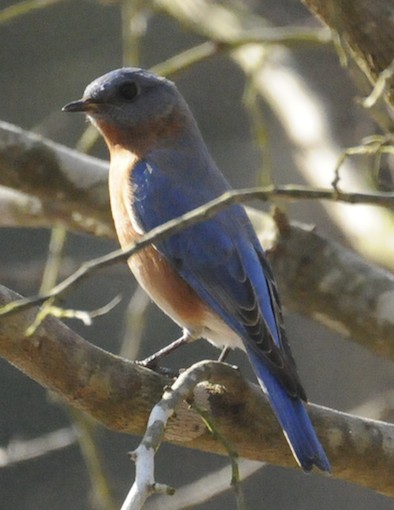 Eastern Bluebird #1 (bright blue tail feather)