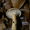 Mild Milkcap?