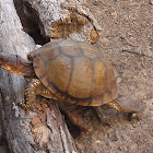 Three-toed box turtle