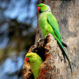 Birds of South India 