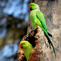 Birds of South India 