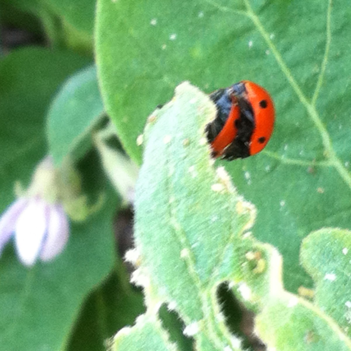 Seven spotted ladybug