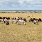 African plains Zebra
